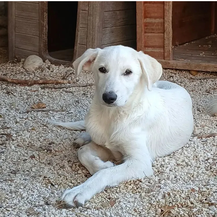 Mano nella zampa ETS