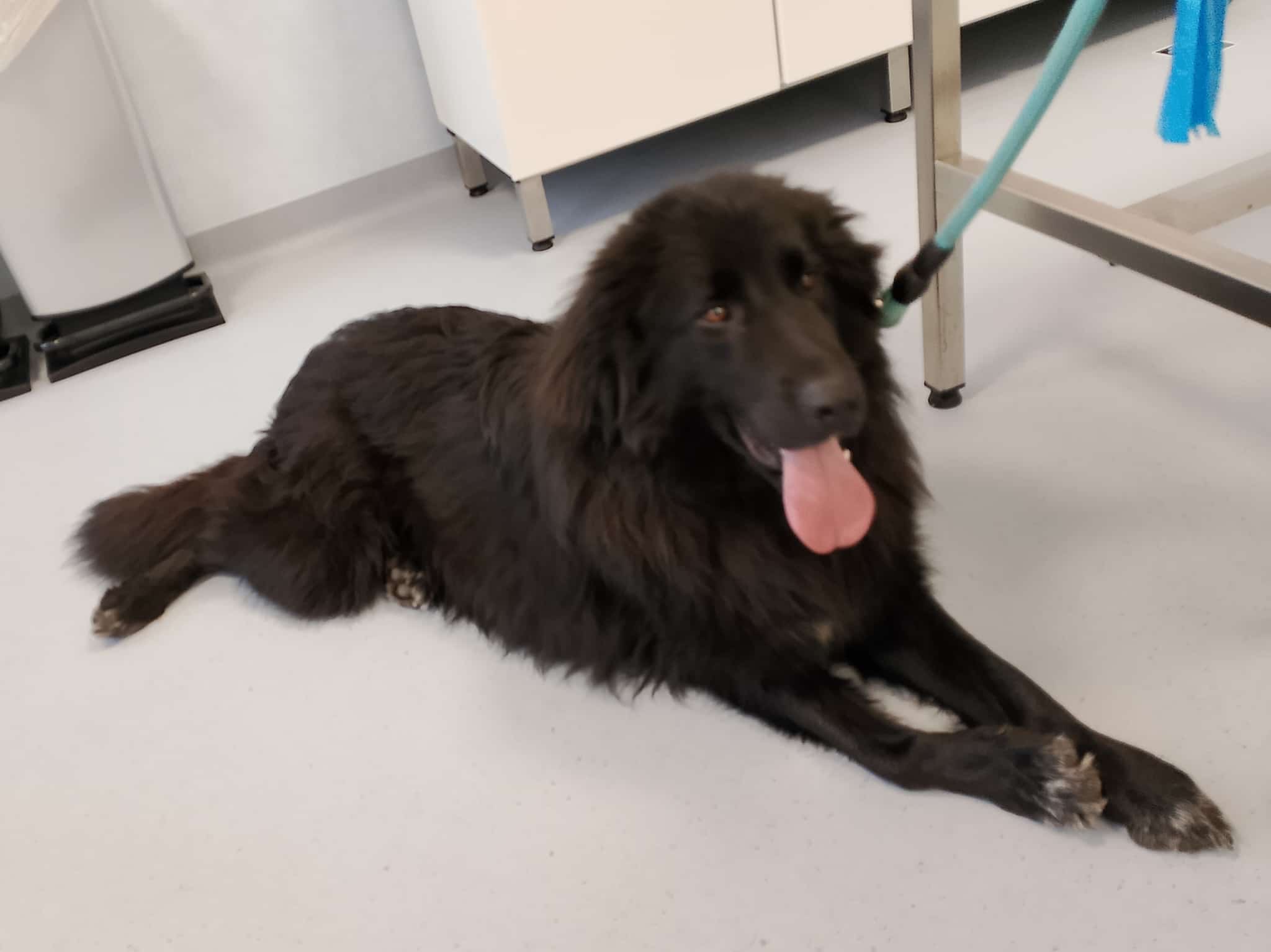 Mano nella zampa ETS