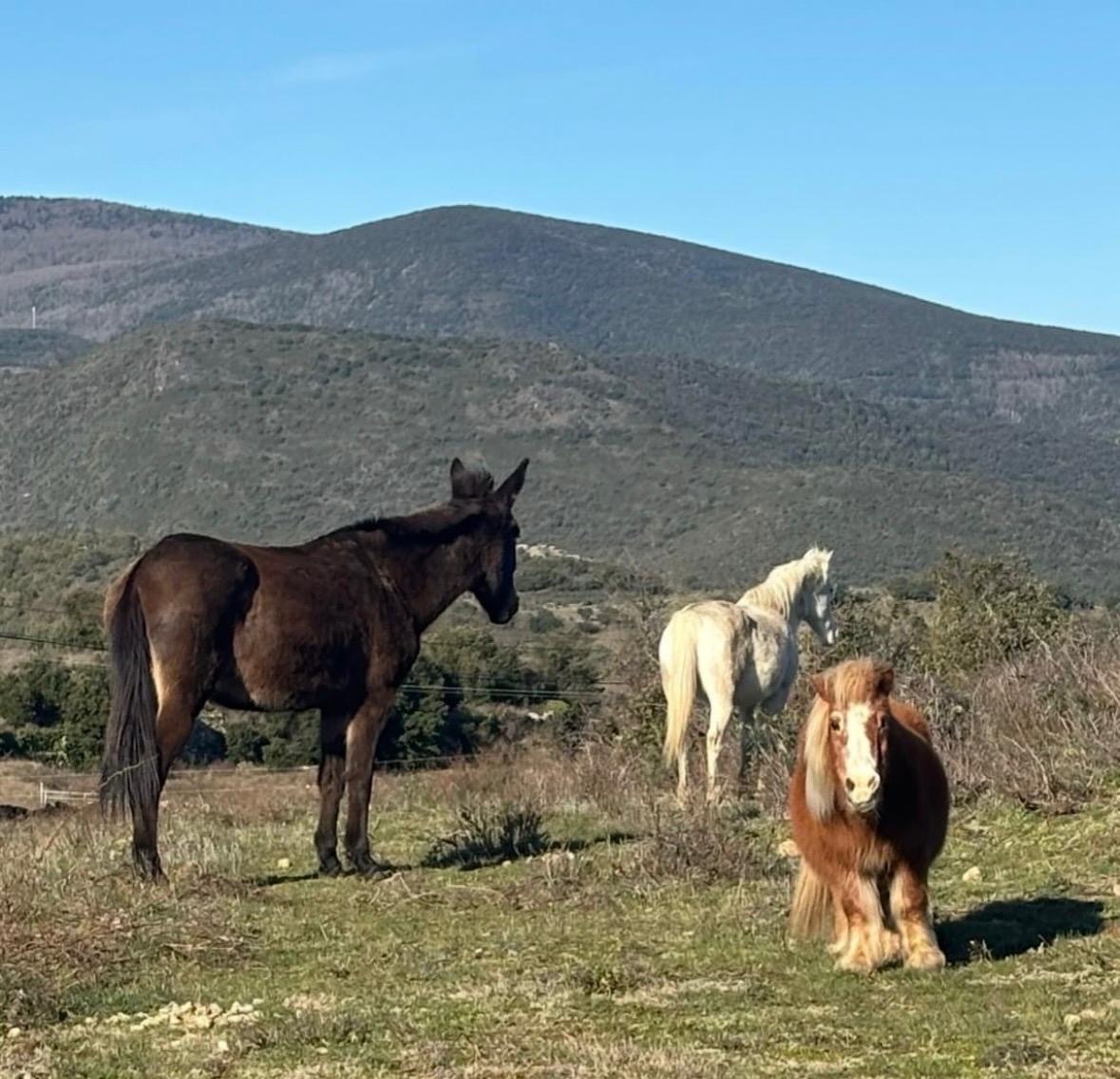 PARLEZ VOUS CHEVAL