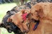 MJM Dog Foundation TEAMING