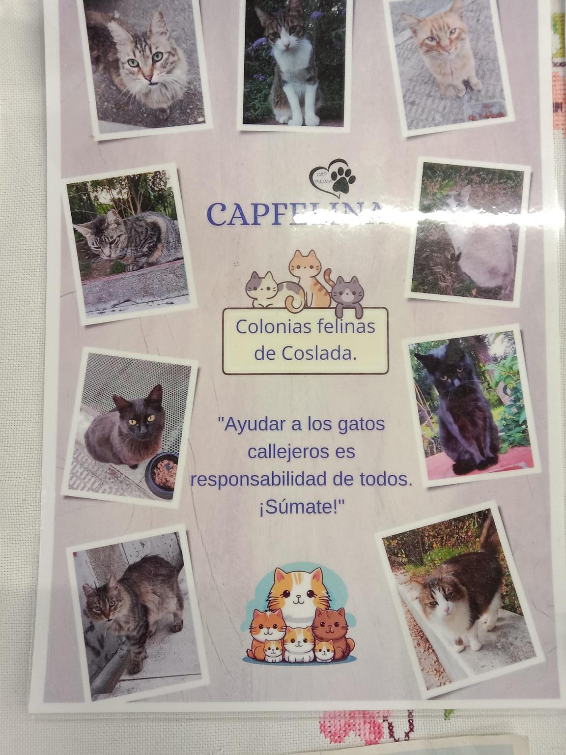 CAP Felina