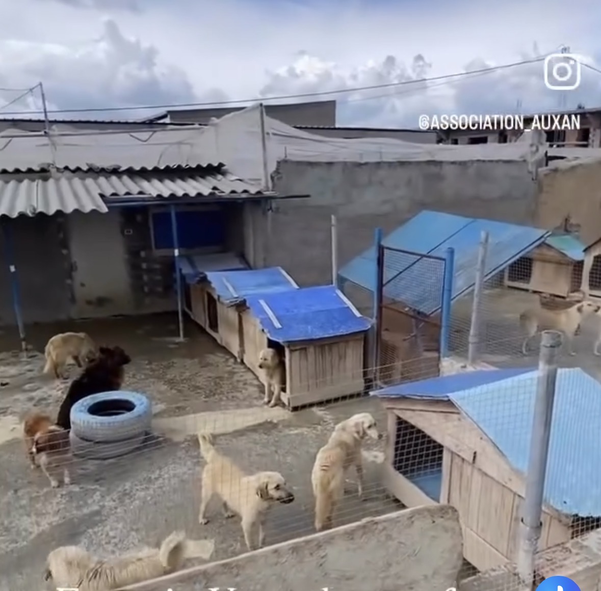 1€ pour garder un toit pour nos chiens et chats