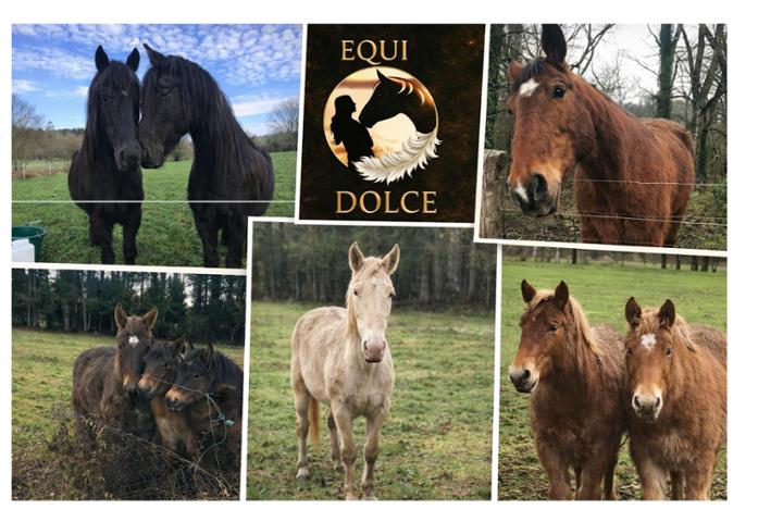 Equi Dolce Association