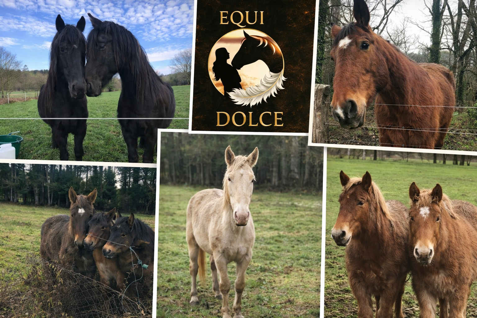 Equi Dolce Association