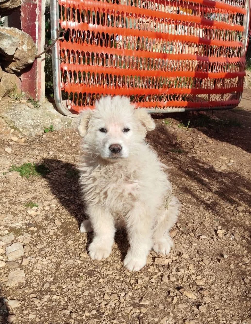 Volontari Enpa Sannicandro Garganico