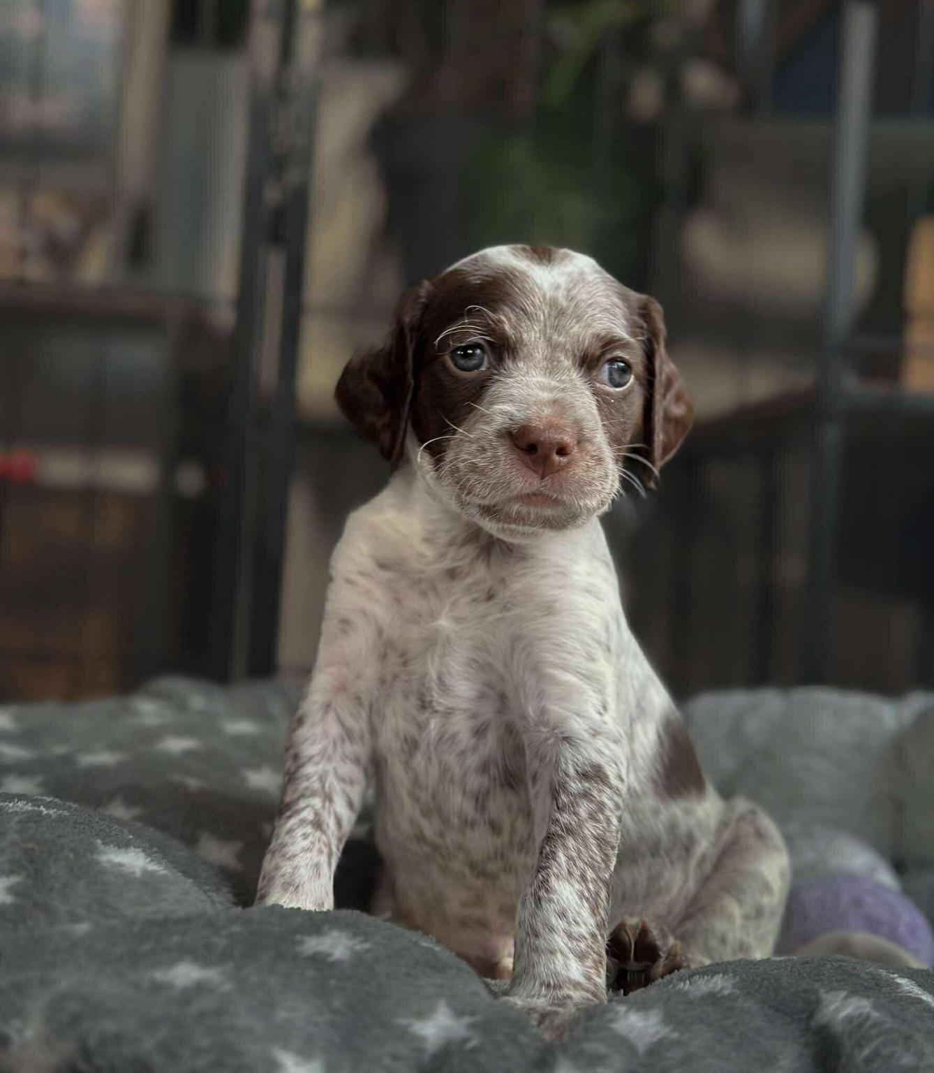 Association Caps et la Meute des Oubliés