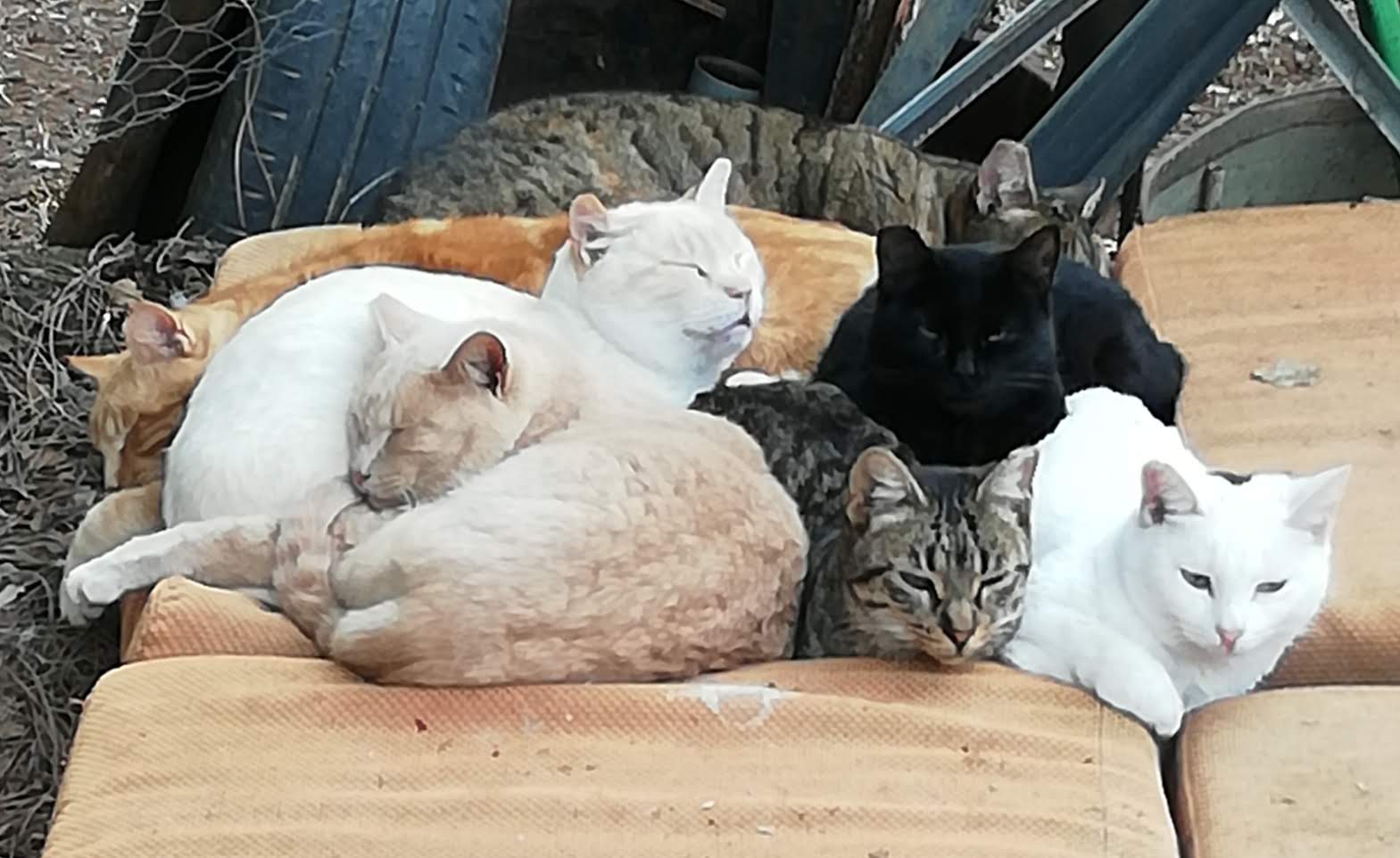SANTUARIO EL RETIRO FELINO
