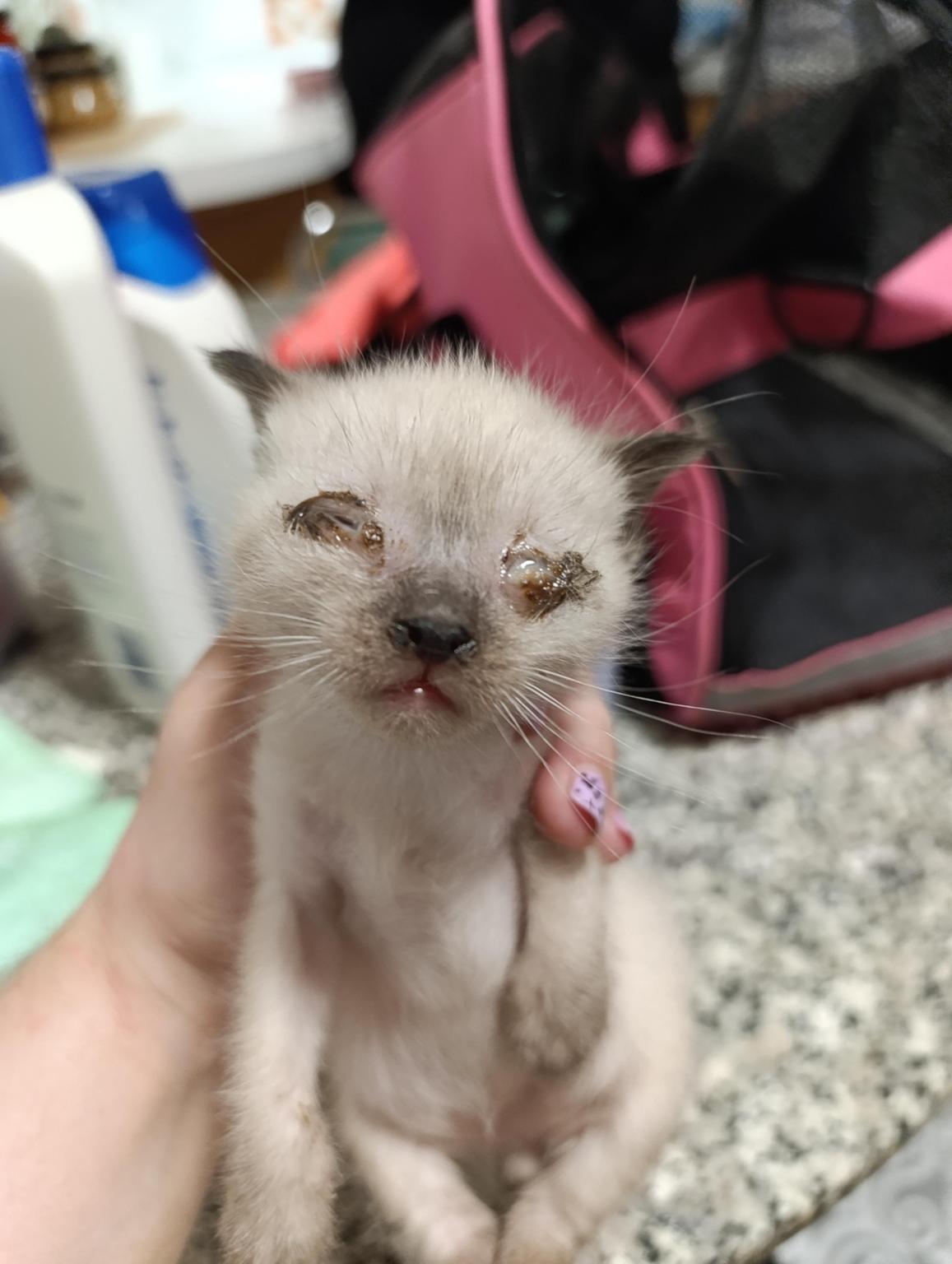 Gastos veterinarios para los gatos de las colonia