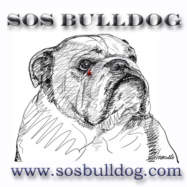 SOS BULLDOG FRANCE
