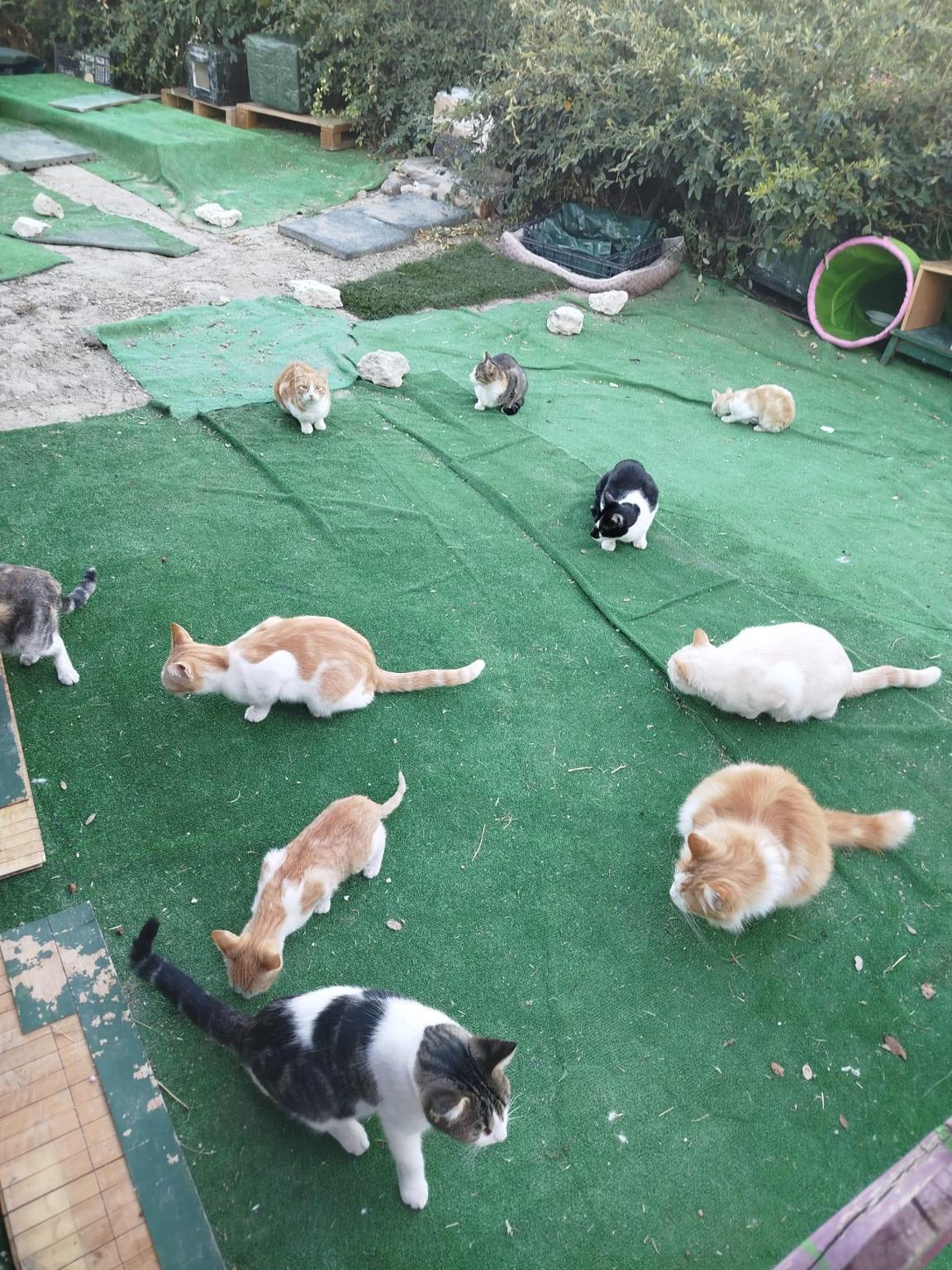 Team Colonias Felinas Valdemoro