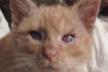 Les Petits Chats Fouquierois