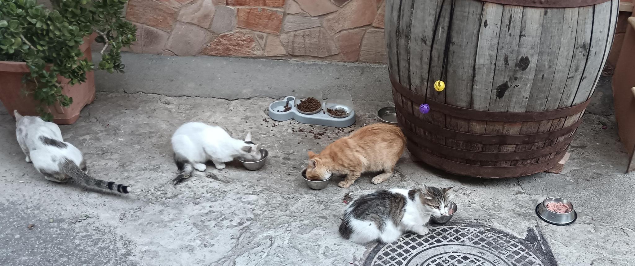 Un cuore a 4 zampe ❤️