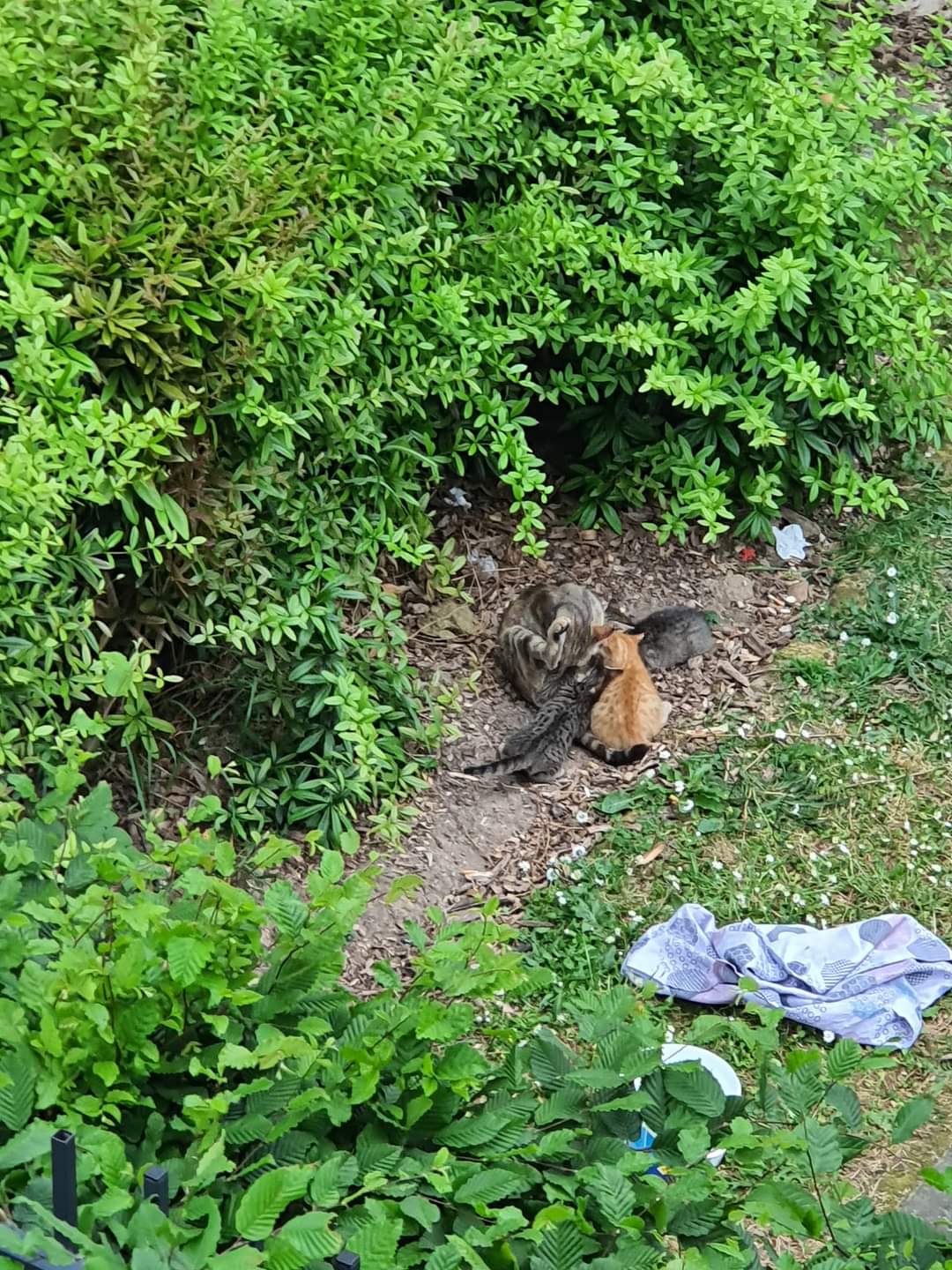 Les chats des rues de Leila