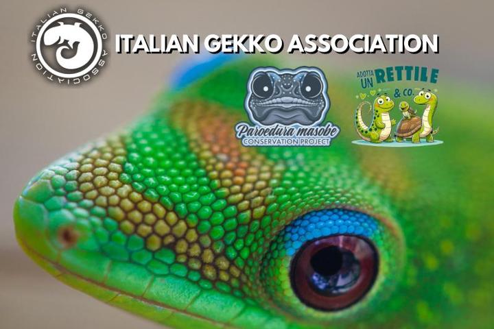 Italian Gekko Association (IGA) - Adotta un Rettile & Co.