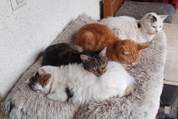 Sotto la Panca – Animal Rescue