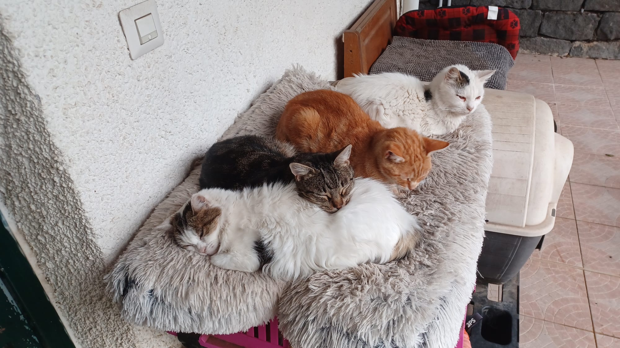 Sotto la Panca – Animal Rescue