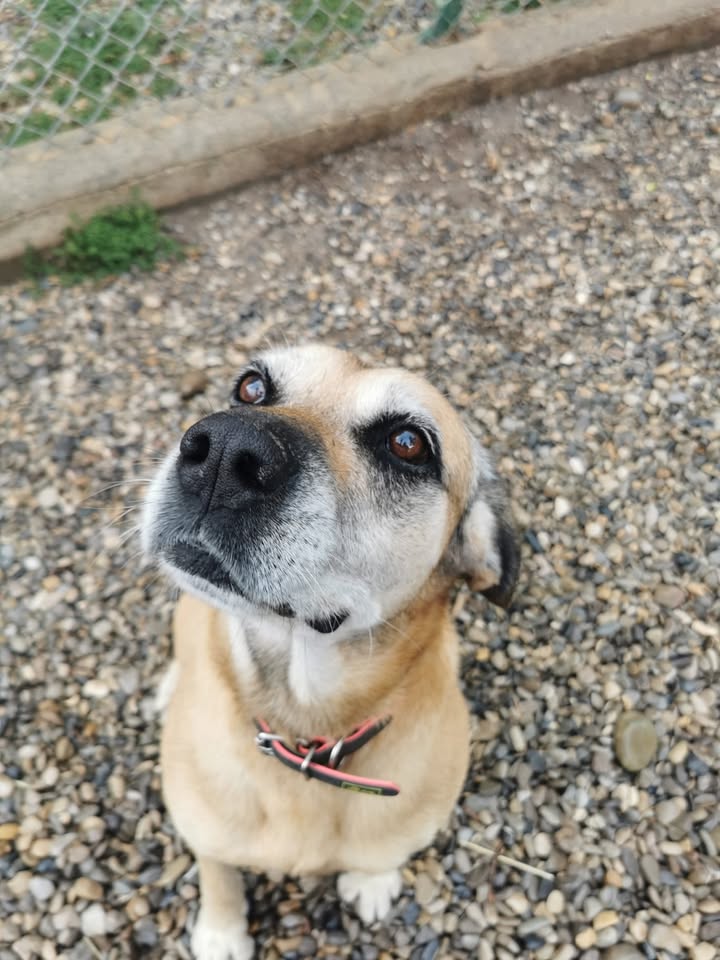 Association Canine Sisteronaise