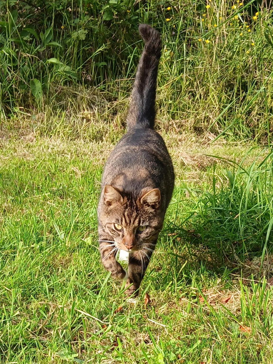 Magali Roussel pour aide association SPA d'ARMOR