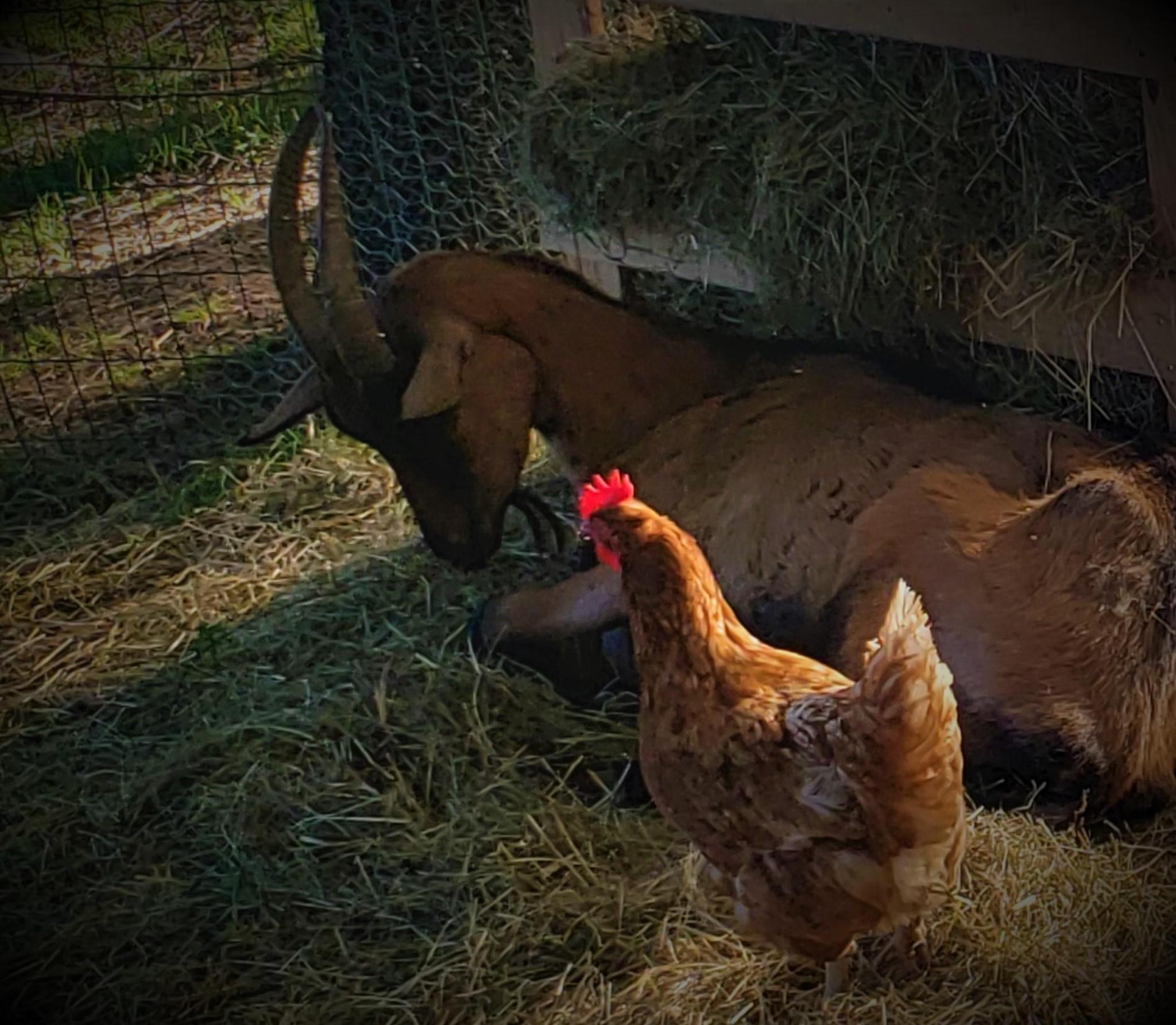 ASSOCIATION CHERS ANIMAUX