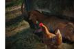 ASSOCIATION CHERS ANIMAUX