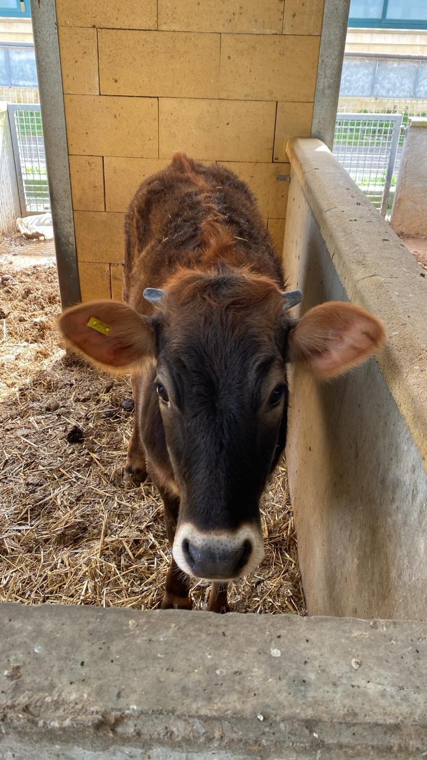 Adottiamo Etna al Santuario Serafino ed i Suoi Amici