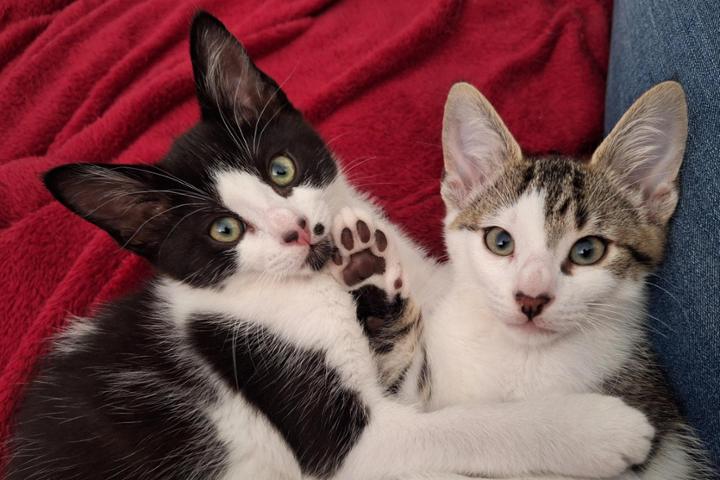 Totally Cats