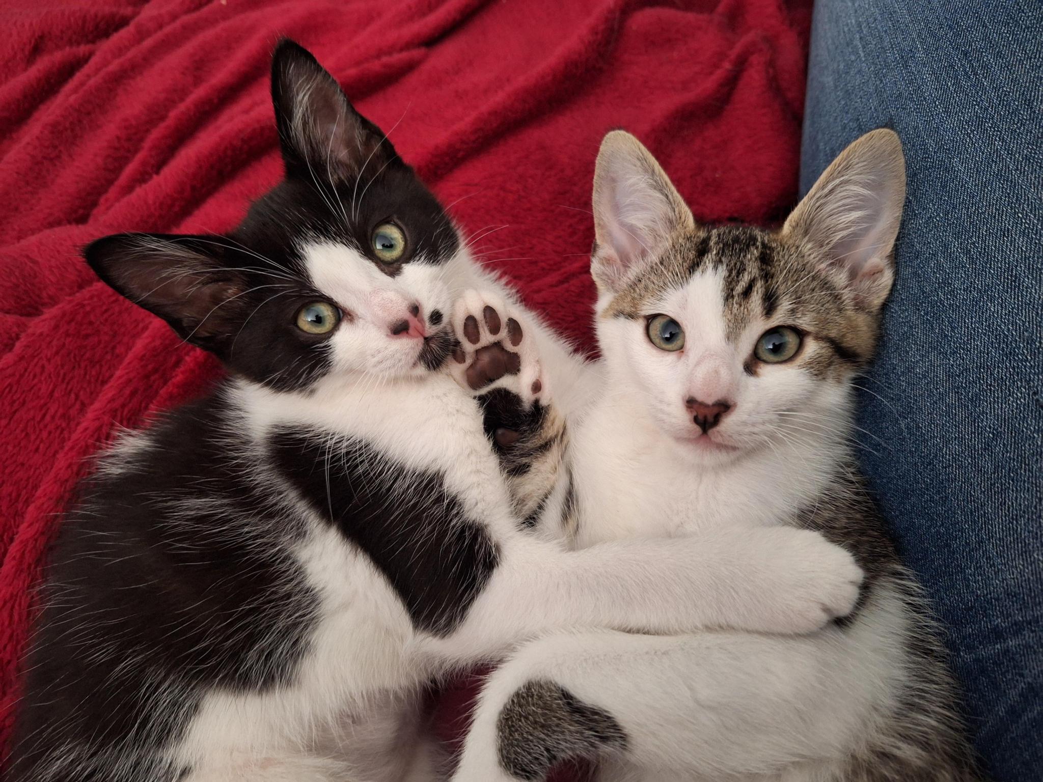 Totally Cats