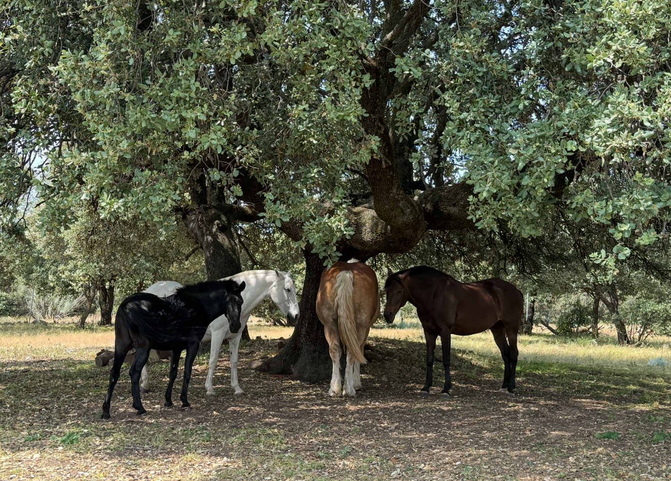 Horizonte Animal. Ayúdanos a seguir salvando equinos