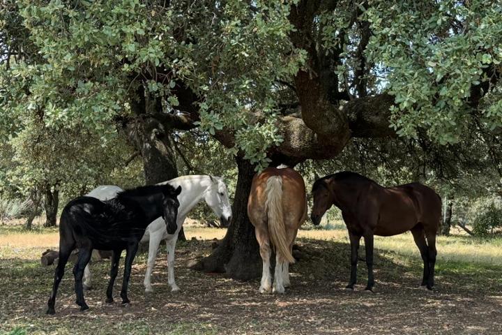 Horizonte Animal. Ayúdanos a seguir salvando equinos