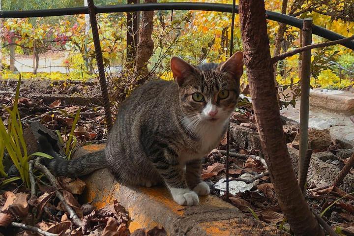 Els Gatets dels Nerets