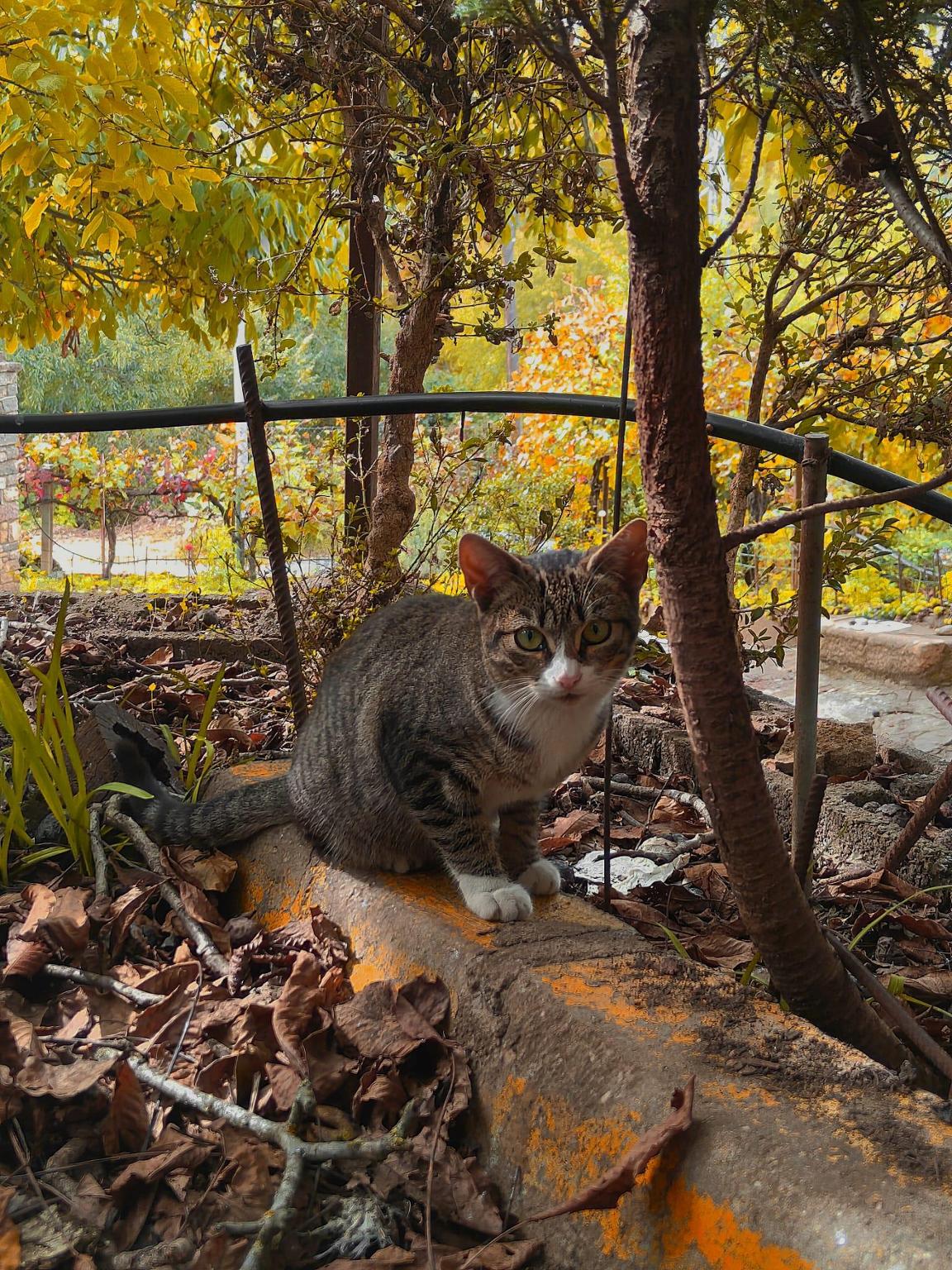 Els Gatets dels Nerets