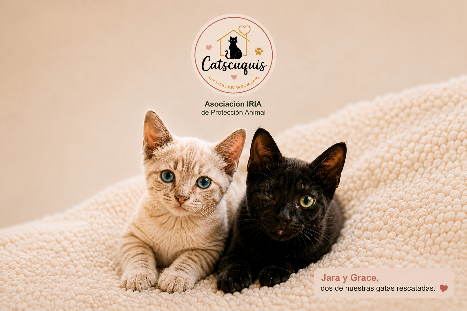 Catscuquis - los gatos merecen una vida digna