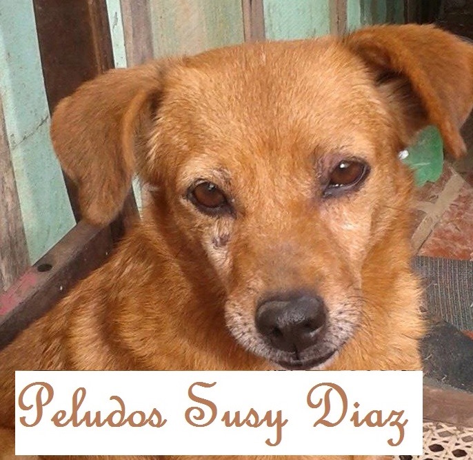 Peludos Susy Diaz Viamão