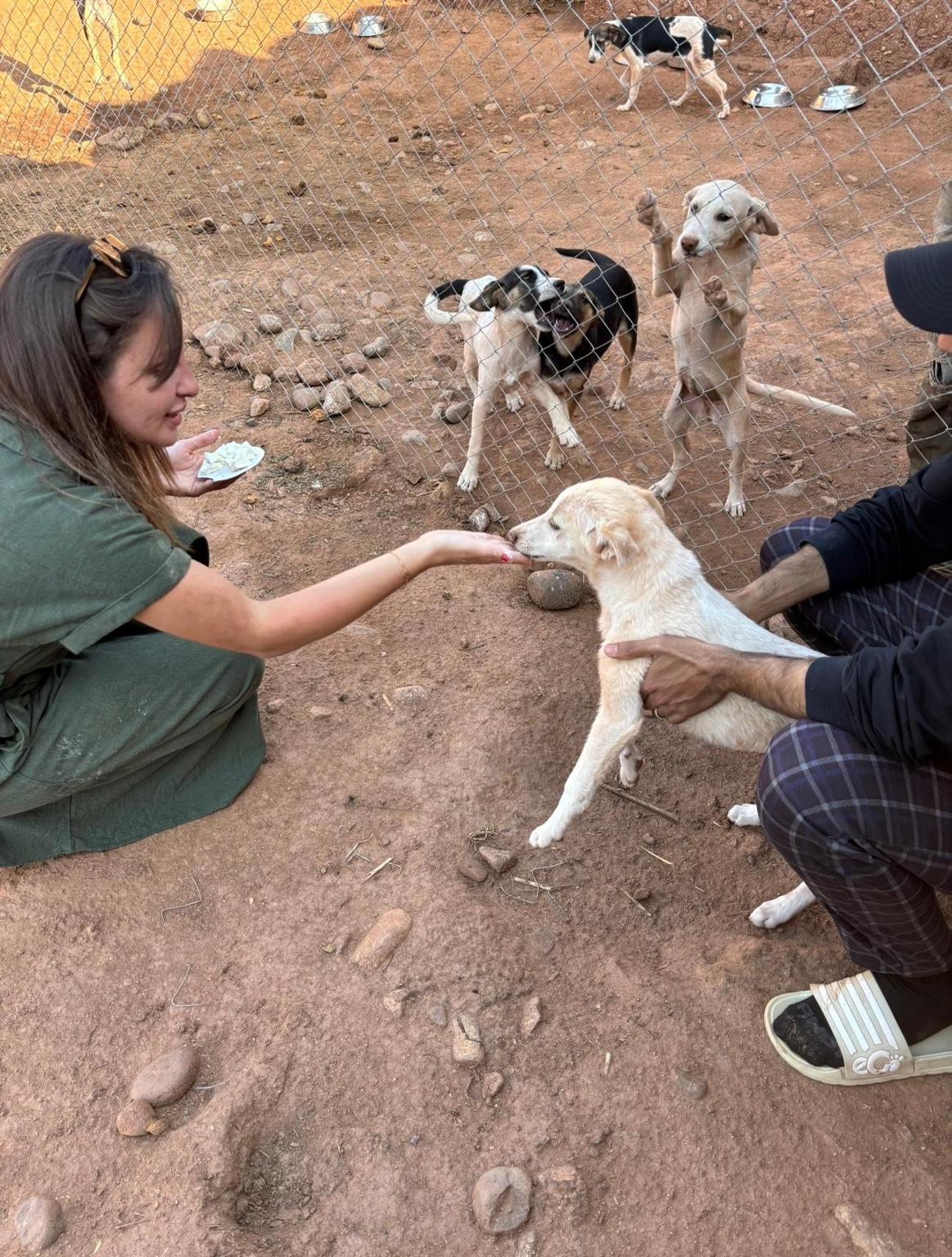 Refuge chiens errants Maroc