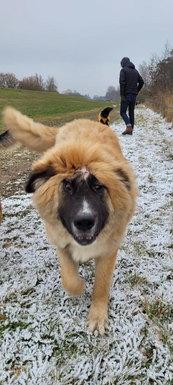 Lonsis Herzbewohner Stiftung, wir helfen in Not geratenen Tieren Welt weit