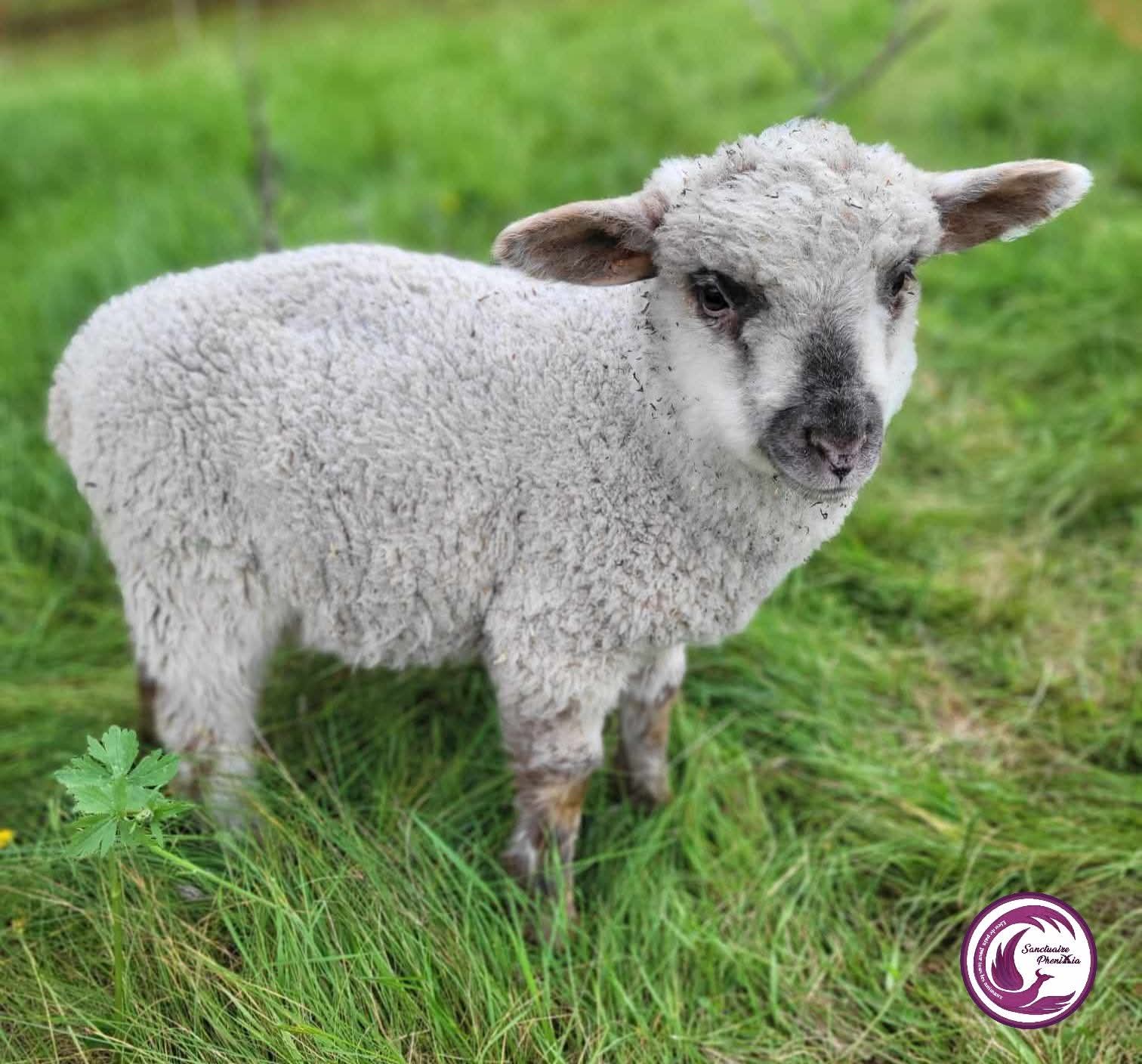 Sanctuaire Phenixia - Refuge pour animaux en souffrance