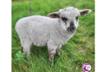 Sanctuaire Phenixia - Refuge pour animaux en souffrance