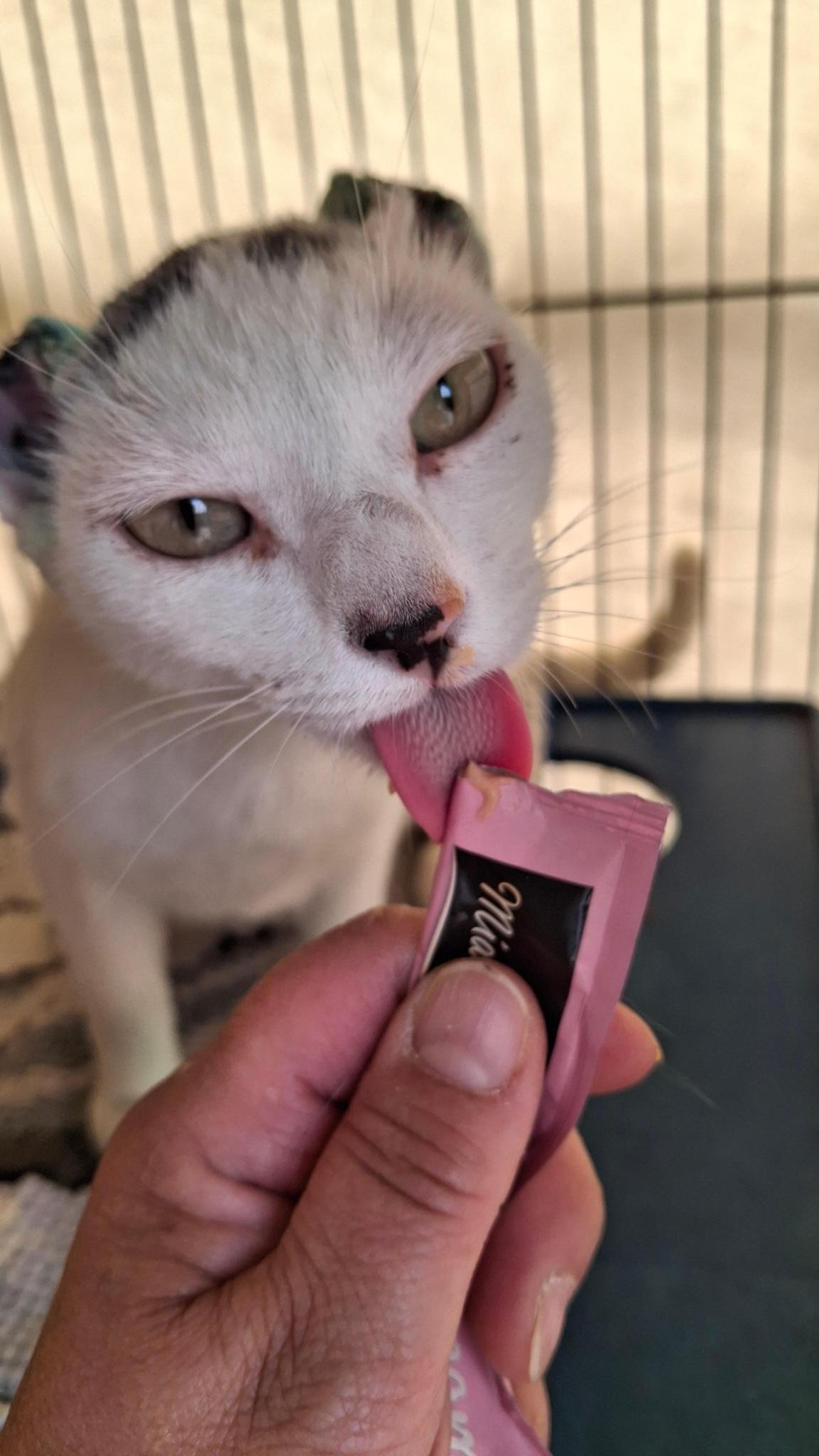 Los gatitos de Cris