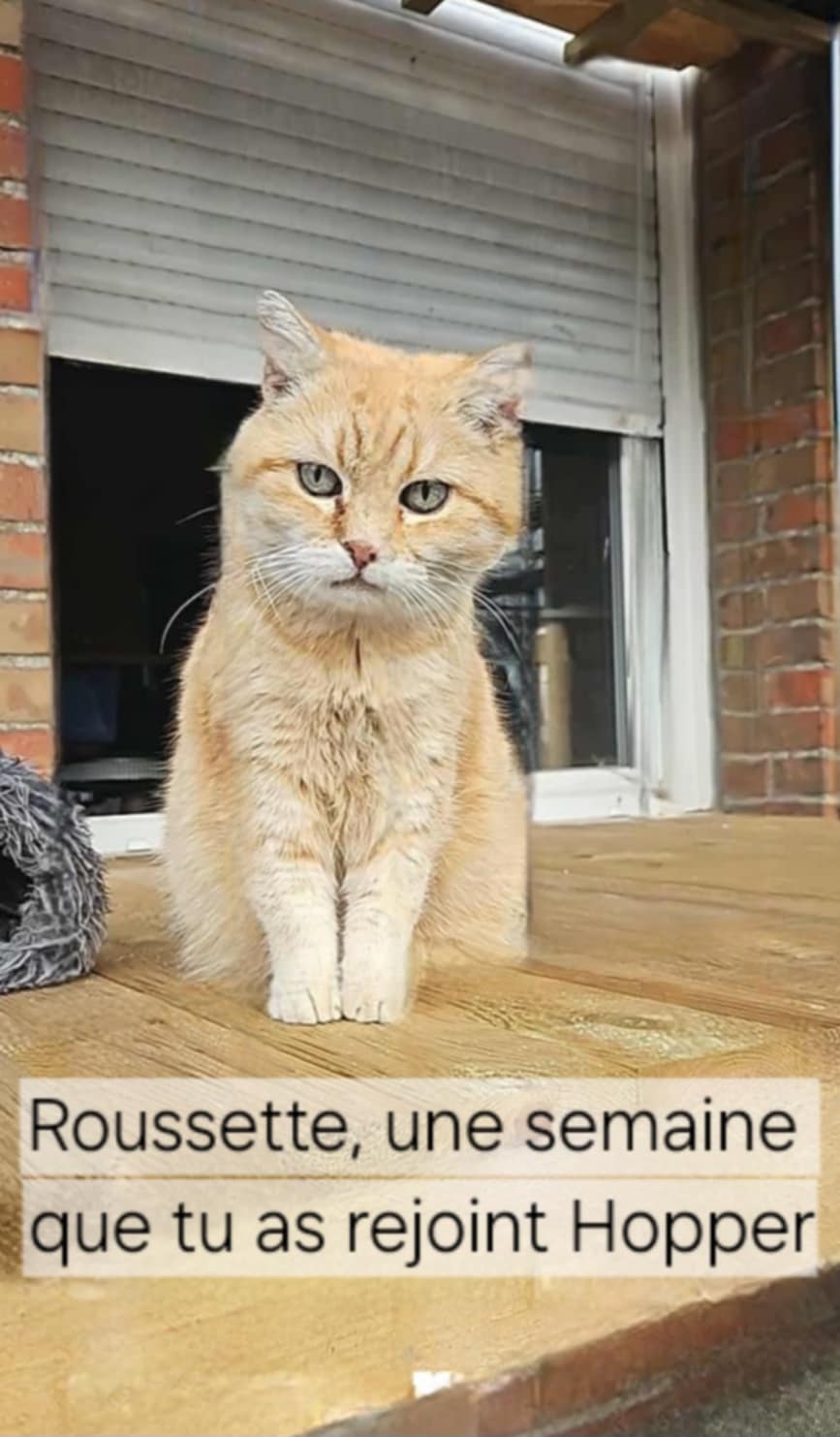 Association les chats sans toit grand-synthois