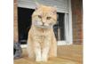 Association les chats sans toit grand-synthois