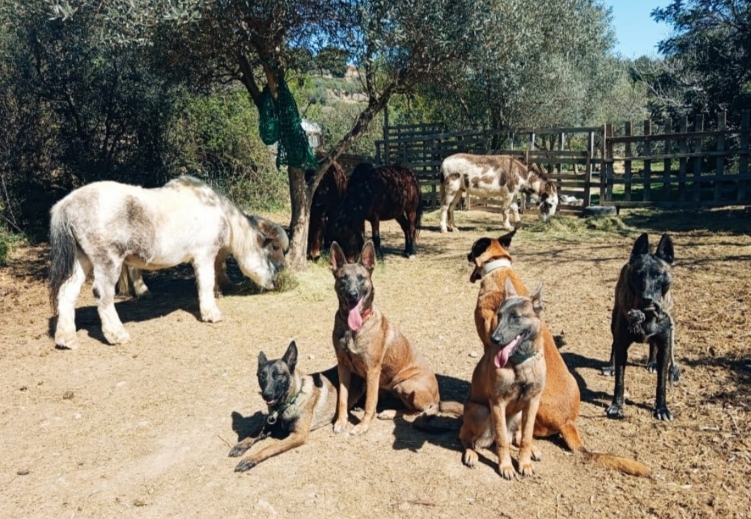 Free Spirit Horse Refuge
