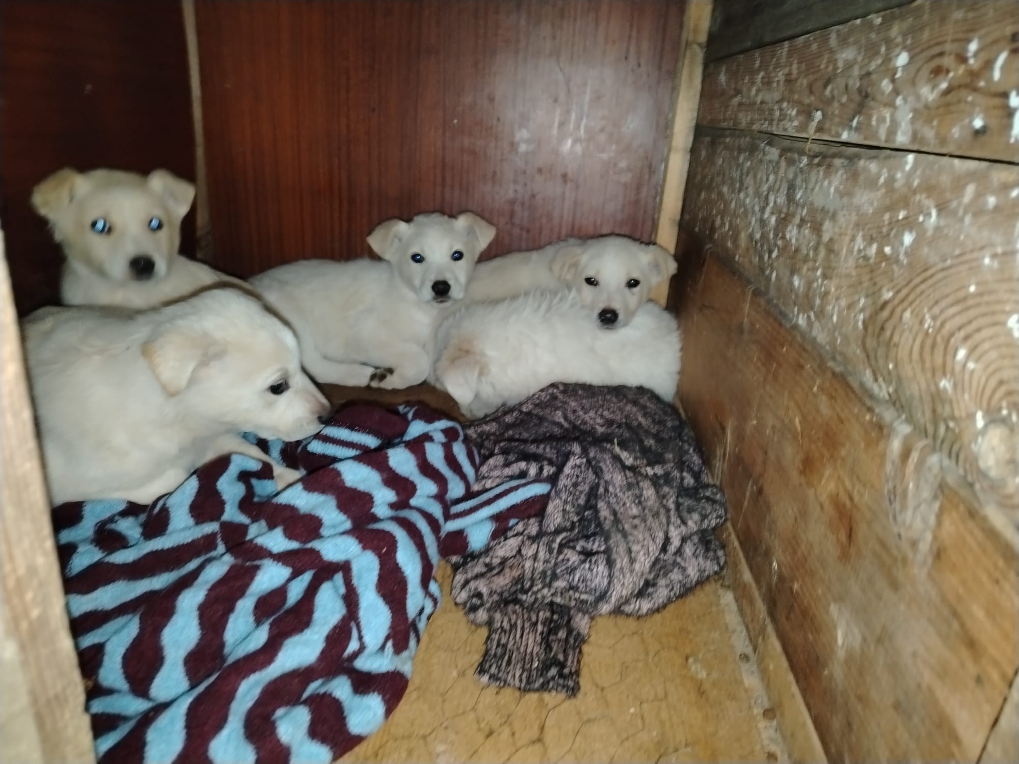 Salviamo i randagi di Stella