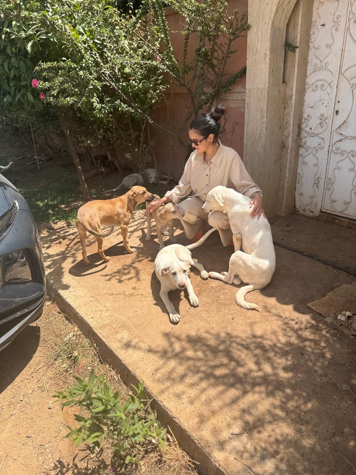 Pour Chiens et chats du Maroc