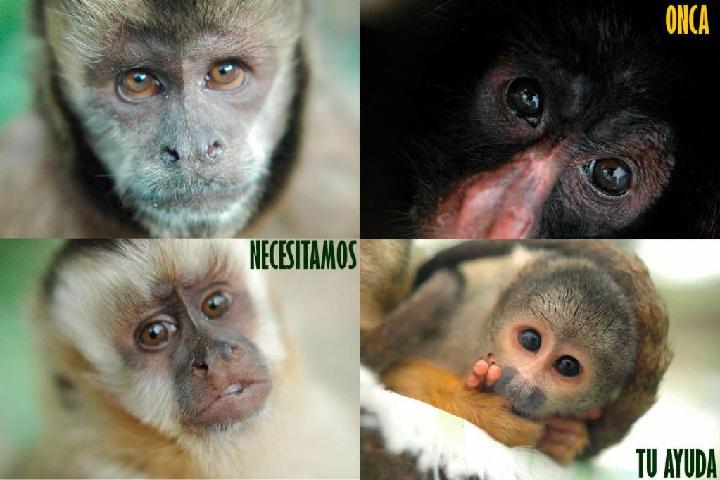 Refugio Animales Silvestres y apoyo Indígena