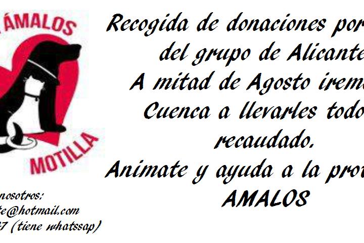 Grupo de Alicante por los animales sin hogar