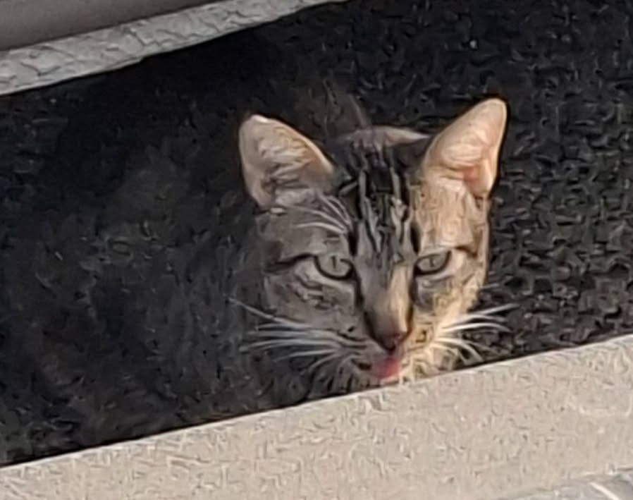 Comida húmeda para Michael