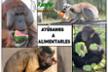 RAINFER: Alimenta a los Primates