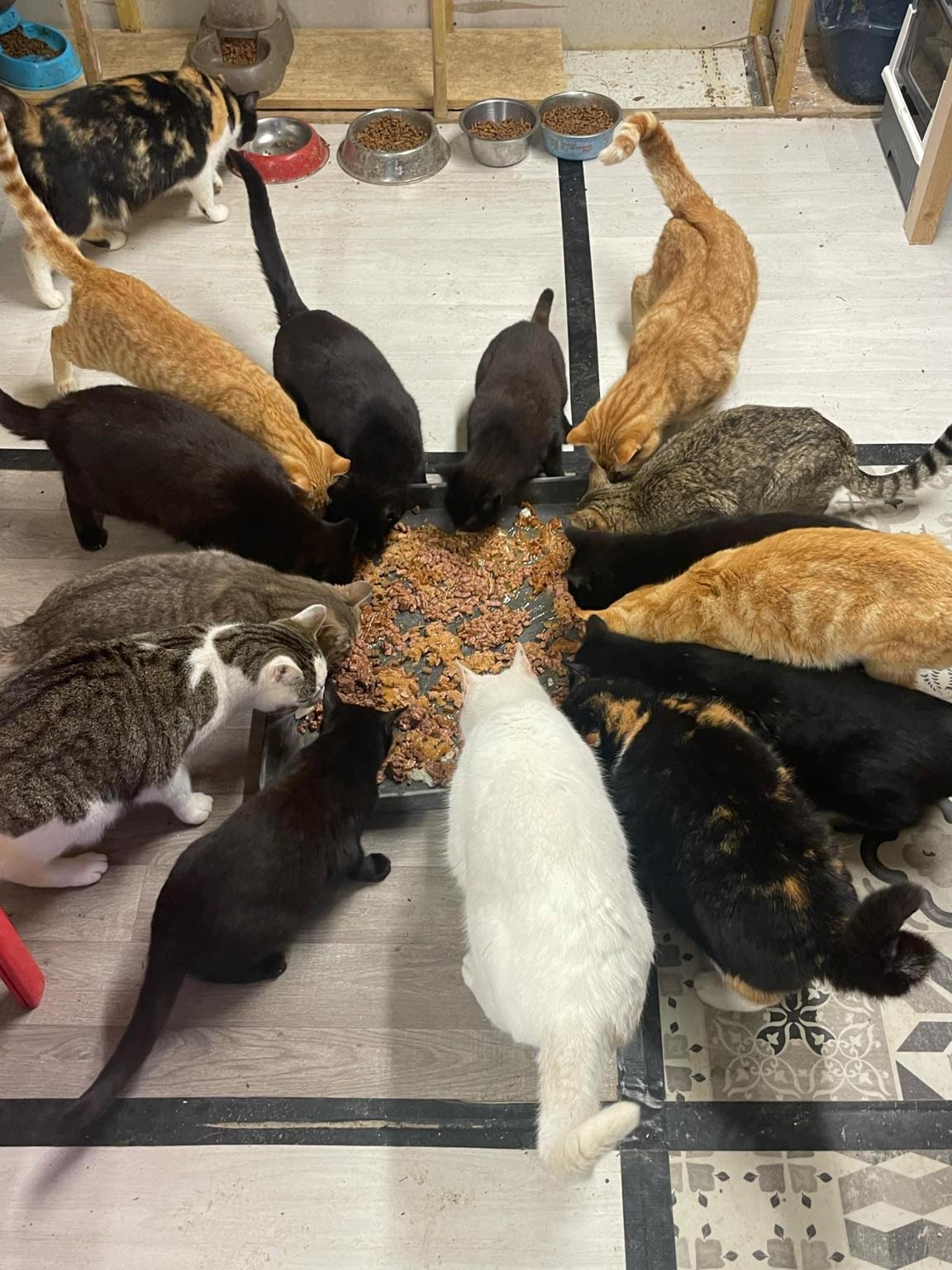 Darquinn animal rescue