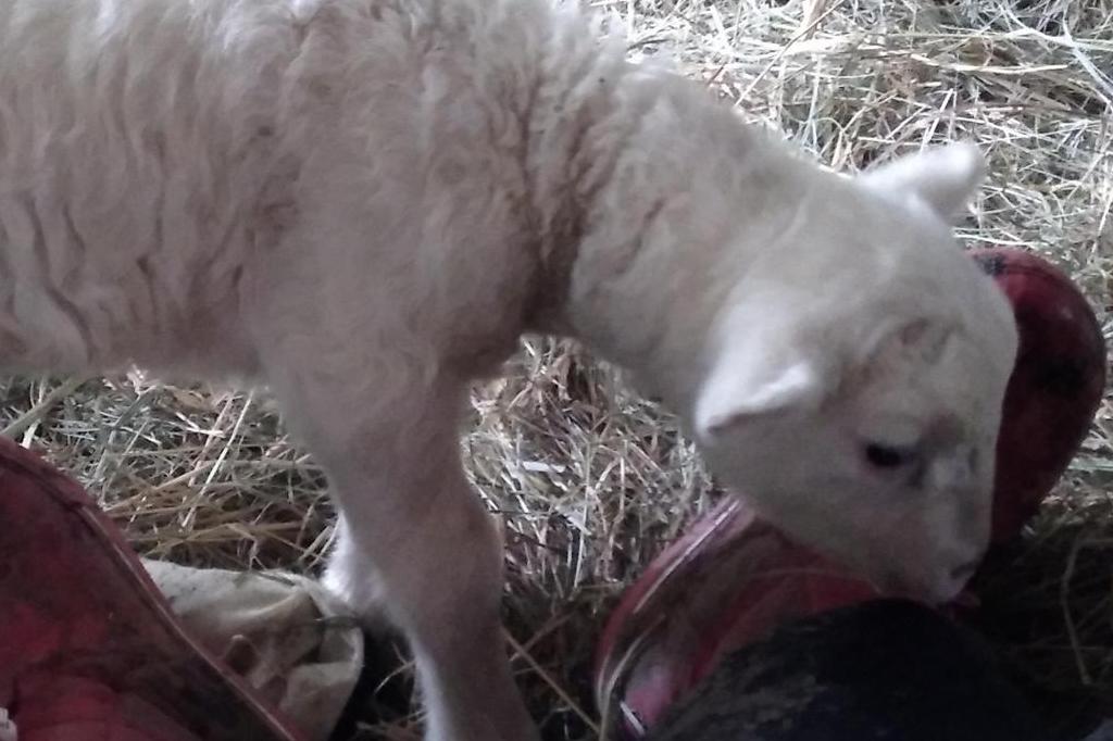 les p'tits canailles