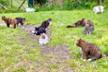The Cats of Luana